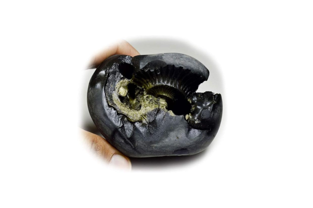 Shaligram Stone