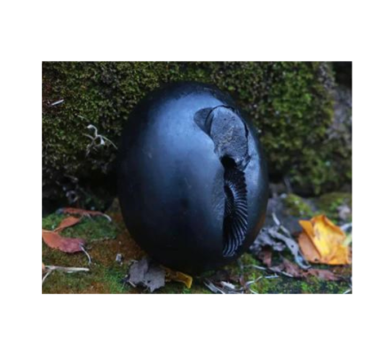 Shaligram stone