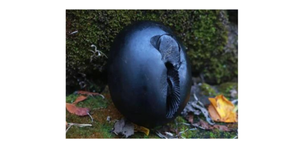 Shaligram stone